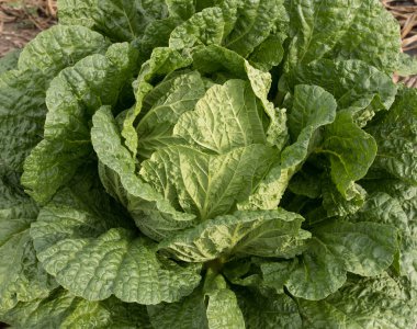 Çince lahana bitkileri alanında büyüme