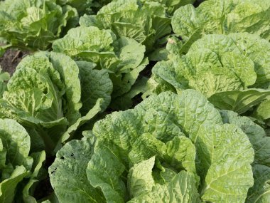 Çince lahana bitkileri alanında büyüme