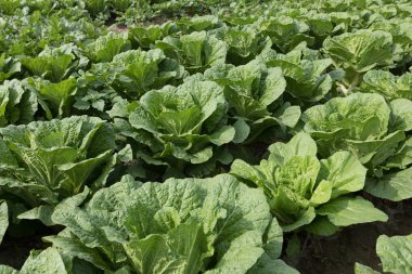 Çince lahana bitkileri alanında büyüme