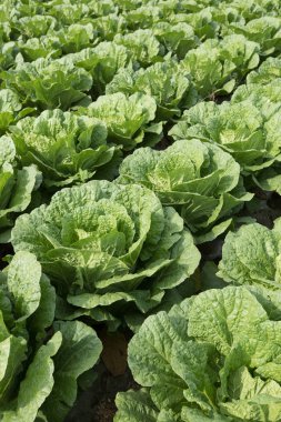 Çince lahana bitkileri alanında büyüme