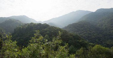 Bahar dağlarında çiçekli castanopsis fissa ağaçları