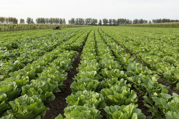 Culturas Repolho Chinês Crescimento Campo — Fotografia de Stock