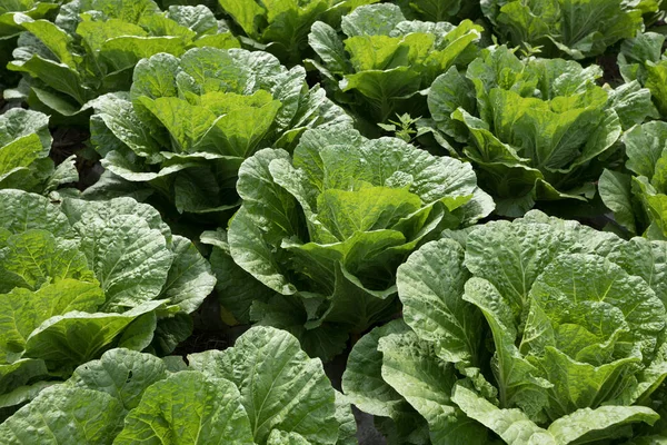 Chinese Cabbage Crops Growth Field — Stock Photo, Image