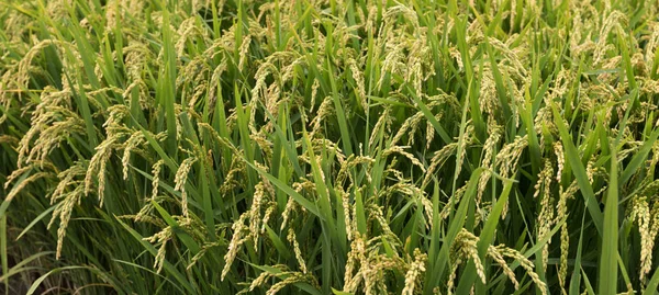 Rice Grain Growing Autumn Field — Stock Photo, Image