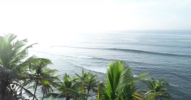 スリランカの海辺のココナッツの木の航空写真 — ストック動画