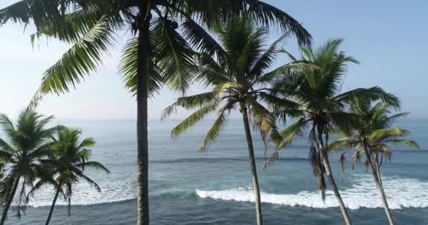 Aerial View Coconut Trees Seaside Sri Lanka — Stock Video