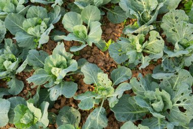 sebze bahçesinde büyüme yeşil genç lahana