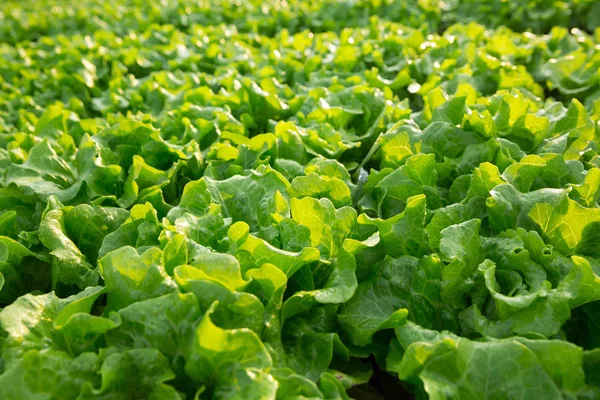 Grüner Salat Wächst Gemüsegarten — Stockfoto
