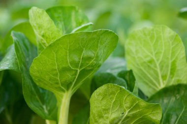 alanında büyüme yeşil choy toplamı bitkiler