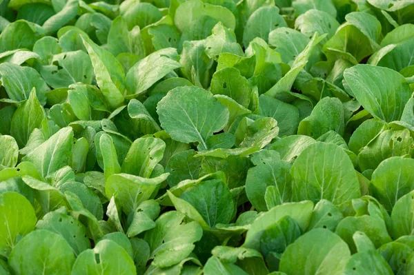Grüne Choy Sum Pflanzen Wachstum Auf Dem Feld — Stockfoto
