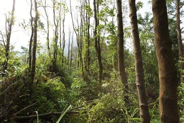 Estate Foresta Tropicale Danneggiata Dopo Tifone — Foto Stock