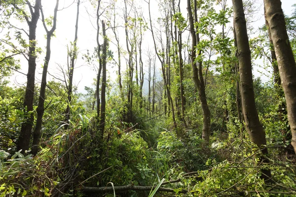 Estate Foresta Tropicale Danneggiata Dopo Tifone — Foto Stock