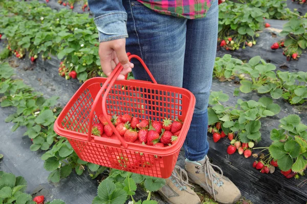 Personne Cueillant Des Fraises Dans Jardin Vert — Photo