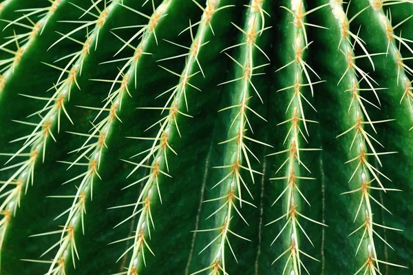 グリーンピンクッションサボテン 多肉植物のクローズアップ — ストック写真