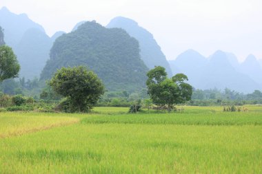 Yangshuo çin çeltik yeşil alan