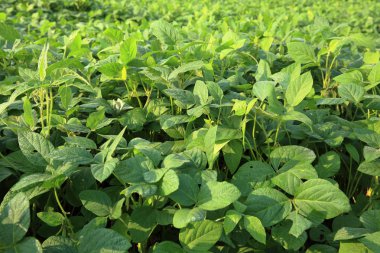 Yeşil soya fasulye bitkilerde büyüme alanı at