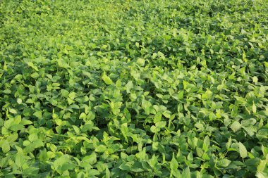 Yeşil soya fasulye bitkilerde büyüme alanı at