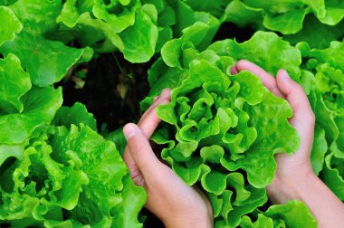 Eller kadın yeşil salata sebze bahçesinde toplama