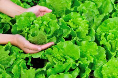 Eller kadın yeşil salata sebze bahçesinde toplama