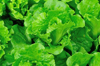 Yeşil marul bitkilerde büyüme alanı at