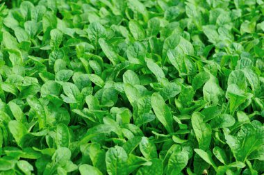 Bahçede büyüme yeşil taze yapraklı sebzeler