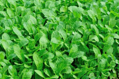 Bahçede büyüme yeşil taze yapraklı sebzeler