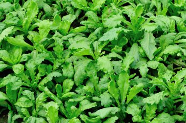 Yeşil taç papatya bahçede büyümek