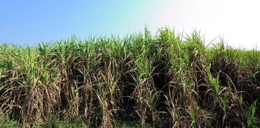 Mavi gökyüzü ile tarlada büyüyen şeker kamışı bitkileri