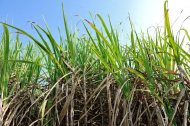 Mavi gökyüzü ile tarlada büyüyen şeker kamışı bitkileri