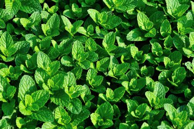 Sebze bahçesinde büyüyen nane bitkisi