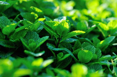 Sebze bahçesinde büyüyen nane bitkisi