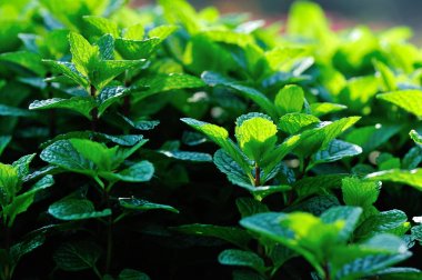 Sebze bahçesinde büyüyen nane bitkisi