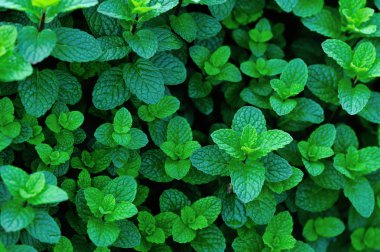 Sebze bahçesinde büyüyen nane bitkisi