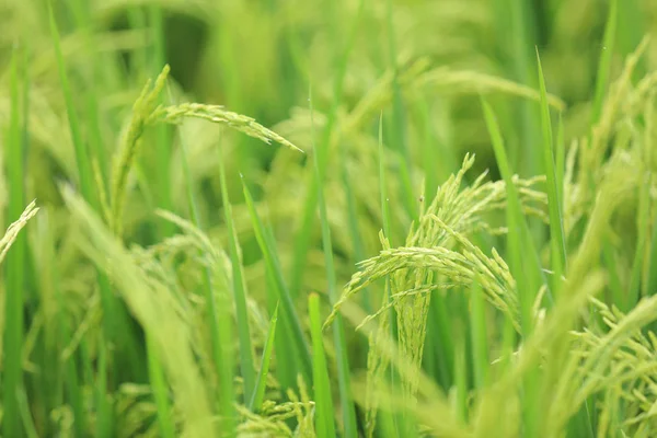 Grain Riz Vert Croissance Champ — Photo