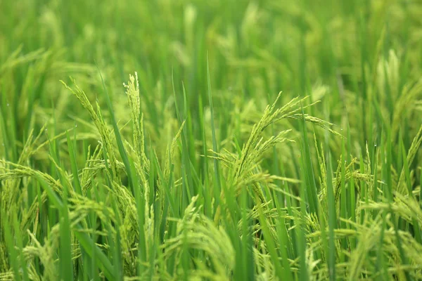 Grano Arroz Verde Crecimiento Campo — Foto de Stock