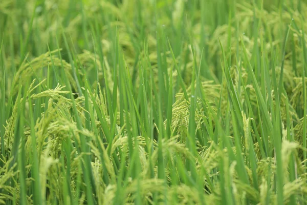 Grain Riz Vert Croissance Champ — Photo