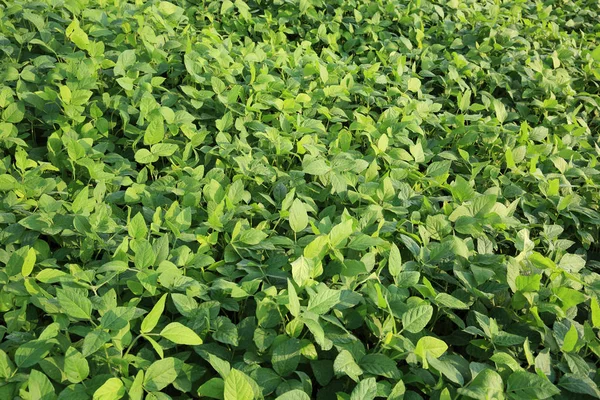 フィールドで成長の緑大豆豆植物 — ストック写真
