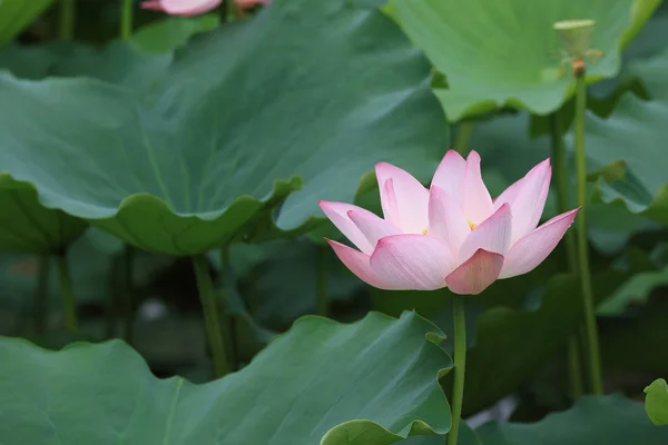 池の緑の葉で美しいピンクの蓮の花 — ストック写真