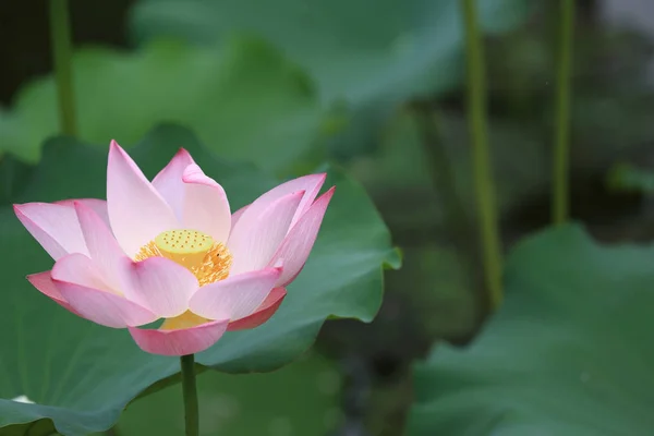 池の緑の葉で美しいピンクの蓮の花 — ストック写真