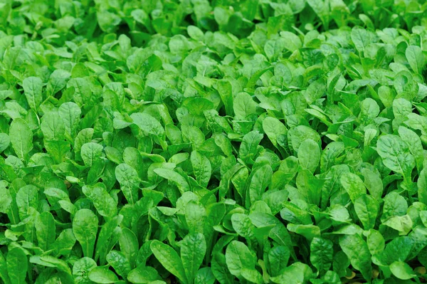 Green Fresh Leafy Vegetables Growth Garden — Stock Photo, Image