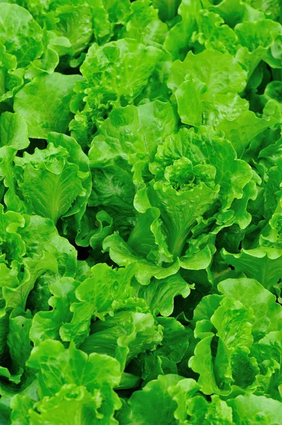 Grüne Salatpflanzen Wachstum Auf Dem Feld — Stockfoto
