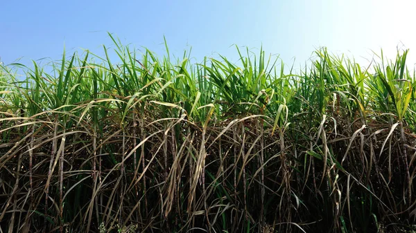 Сахарный Тростник Растет Поле Голубым Небом — стоковое фото