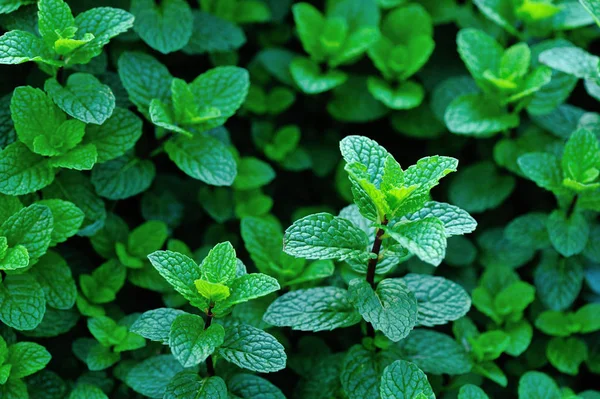 Mint plant growing at vegetable garden