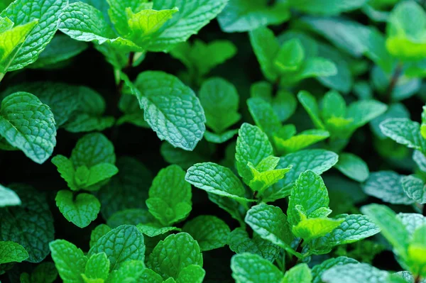 Mint plant growing at vegetable garden