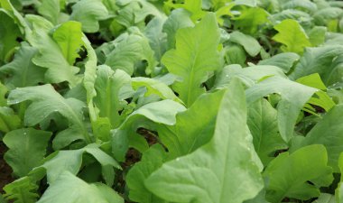 Yeşil Hint marul bitkiler Sebze Bahçe