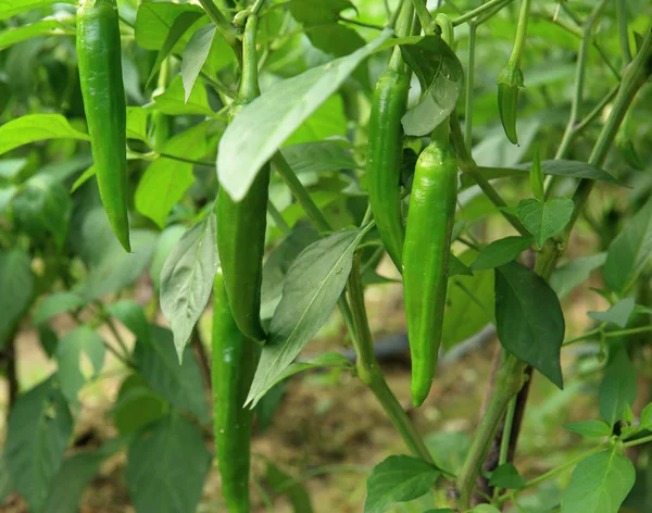 Green Chilli Pepper Plants Growth Vegetable Garden — Stock Photo, Image