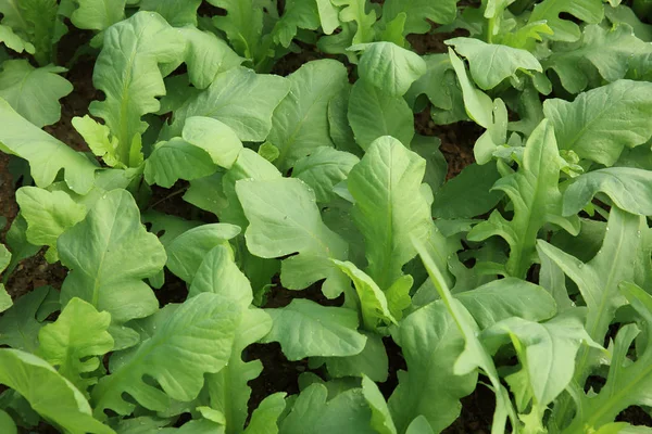 Laitue Verte Indienne Plantes Poussant Dans Potager — Photo