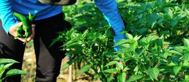 Çiftçi sebze bahçesinde yeşil biber topluyor. 