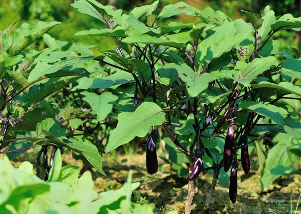 Eggplants Growth Vegetable Garden Close — Stock Photo, Image