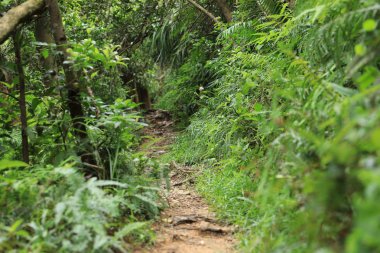 Yeşil tropikal orman saklanarak iz  